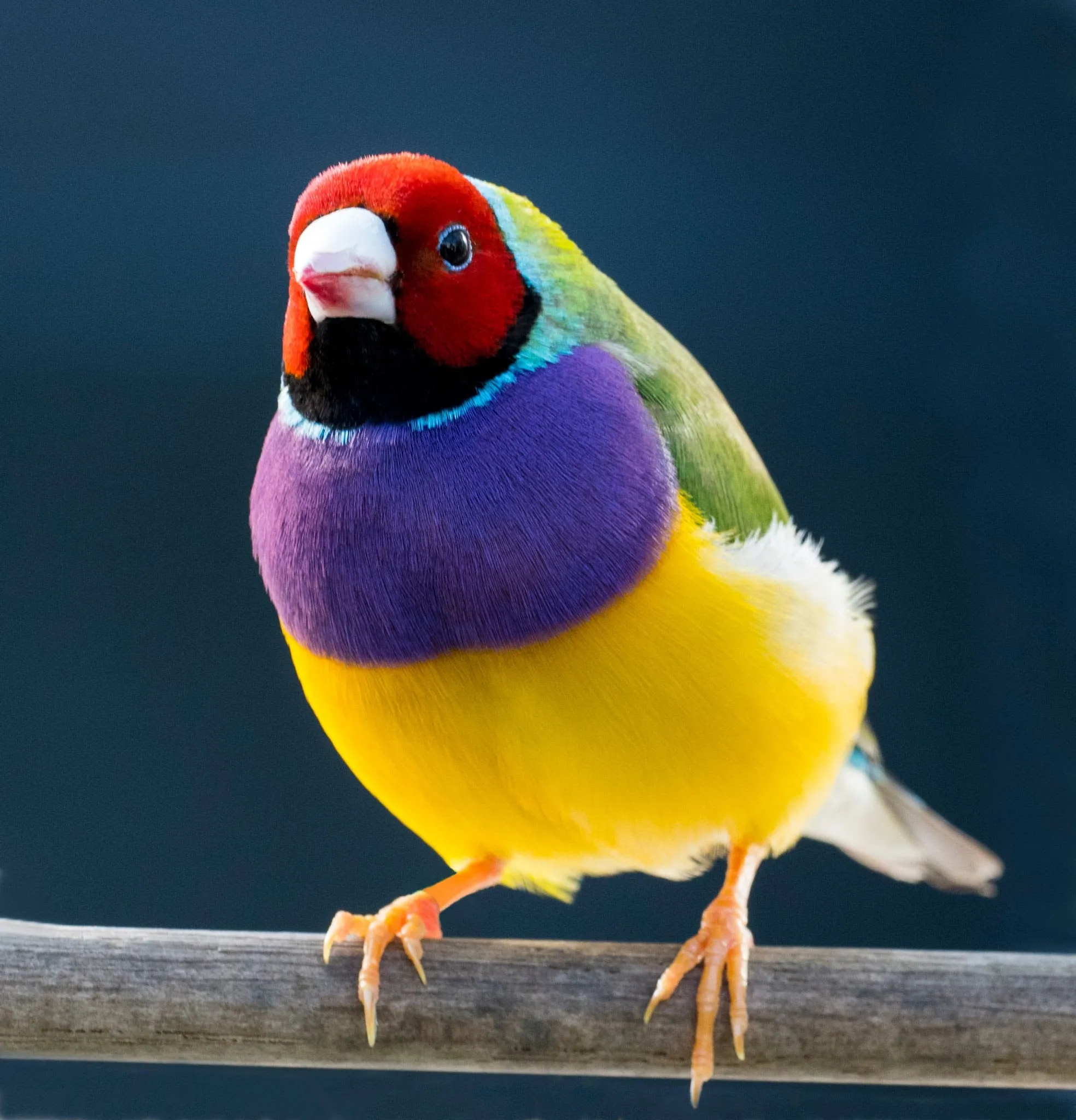 Men’s colorful athletic shoes - Gouldian Finch